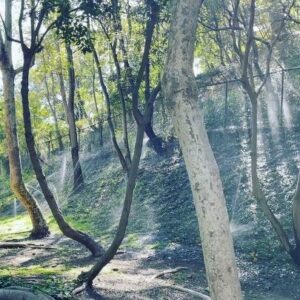 Sigge Eklund Instagram - På min morgonpromenad fick jag plötsligt syn på några vattenspridare i en glänta och la märke till hur strålarna glittrade när de träffades av ljuset som silade ner genom trädkronorna. Men det skiter väl ni i?