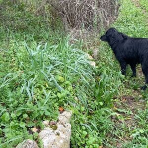 Sigrid ten Napel Instagram - Le Sauvan; -paarden en ezels, -een viervoeter en een graafmachine, -hout halen, vuur maken, -ochtendwandelen in pyjama, Belle die nog slaapt, -roze luchten, -zwemmen in de rivier, -aardappels uit de haard, -thijm plukken, -een konijn in de bosjes, -en het ontbrekende stukje🙂❤️