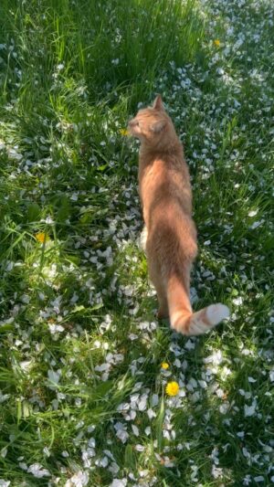Silya Nymoen Instagram - Vår lille øyensten Chero har bursdag i dag 🎈4 år og like chill. Han inspirerer oss til å stoppe opp og smell the flowers og bare roe ned innimellom😻🐱 Hurra for tidenes pus❤️