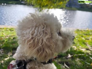 Simon Krätschmer Instagram - 🐩❤️