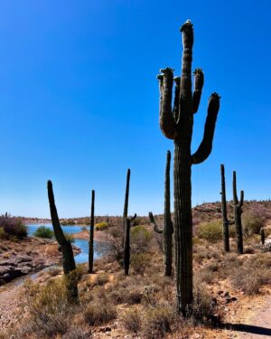 Simona Rýdlová Instagram - Arizona dream ☀️🌵🏜️🐎
posílám vám trochu pouště z Arizony
1. Grand Canyon 
2. je velkolepý, mnohem lepší ve skutečnosti než na fotkách, spadla mi brada, když jsem ho viděla
3. kdekoliv jsem, jdu jezdit, tohle byl splněný sen
4. Na kajaku, jezero Pleasant
5. 300 let staré kaktusy
6. Hlídám 2 psy
7. Kajak na jezeře Prescott
8. Taky hlídám kočku
9. Západy slunce v poušti
10. Kovbojky, taky jedny mám, no

Teď se na pár dní odmlčím a jdu jen meditovat a praktikovat jógu, abych se stále posouvala dál a mohla dávat víc i vám ♥️.

#faceyogasimona #meditace #joga #faceyoga #sebepece #rozvoj #mametovrukou #arizona