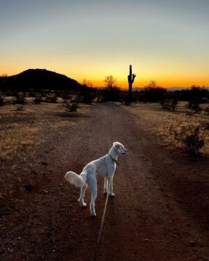 Simona Rýdlová Instagram - Arizona dream ☀️🌵🏜️🐎
posílám vám trochu pouště z Arizony
1. Grand Canyon 
2. je velkolepý, mnohem lepší ve skutečnosti než na fotkách, spadla mi brada, když jsem ho viděla
3. kdekoliv jsem, jdu jezdit, tohle byl splněný sen
4. Na kajaku, jezero Pleasant
5. 300 let staré kaktusy
6. Hlídám 2 psy
7. Kajak na jezeře Prescott
8. Taky hlídám kočku
9. Západy slunce v poušti
10. Kovbojky, taky jedny mám, no

Teď se na pár dní odmlčím a jdu jen meditovat a praktikovat jógu, abych se stále posouvala dál a mohla dávat víc i vám ♥️.

#faceyogasimona #meditace #joga #faceyoga #sebepece #rozvoj #mametovrukou #arizona