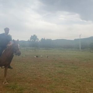 Sinan Albayrak Instagram - #huzur #doğa #kaş #kuşlar #horoz #misgibihava @kas.at.ciftligi_offical ve muhteşem bir at #çiçek