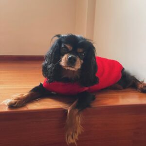 Sinan Tuzcu Instagram - Kara kuzum, bir ay oldu sensiz….yokluğun hiç ama hiç azalmıyor ….🐾