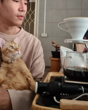 Sivakorn Lertchuchot Instagram - Coffee and Cat 🧡🧡☕️☕️