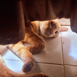 Sivakorn Lertchuchot Instagram - 🐈🐈🐈