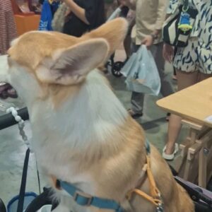 Sivakorn Lertchuchot Instagram - น้อลๆเต็มไปหมด 😍😍😍