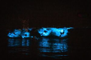 Skyler Gisondo Instagram - BIOLUMINESCENCE 📸: @playaneil