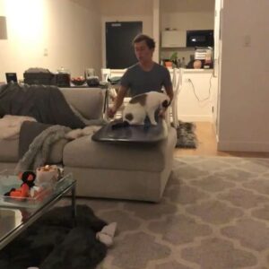 Skyler Gisondo Instagram - @chicken_the_little_kitten getting absolutely pitted 🌊🐈