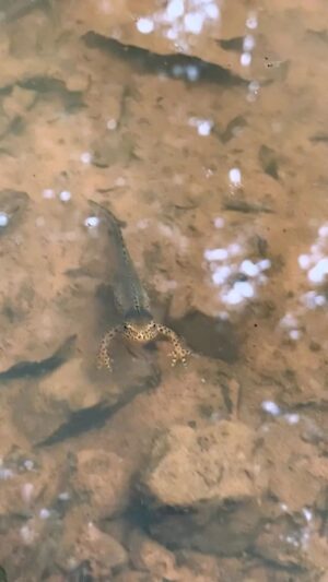 Sofia Kats Instagram - Habe Molche in einer Pfütze gefunden und bin der glücklichste Mensch. 🦎🦎🦎🦎🦎
.
Wenn ein Laichgewässer überfüllt ist oder es wenig Stellen zur Ablage gibt, legen Molche den Nachwuchs wohl auch in Pfützen ab. 
.
Auch wenn das nicht die 1a Lösung ist - bitte siedelt die Tiere nicht eigenständig um. Sehr wahrscheinlich gibt es einen guten Grund, wieso es genau dieser Ort geworden ist. In meinem Fall sind die Tierchen sogar schon beachtlich groß geworden in der Puddle. 
.
⚠️ Bitte nähert euch Wildtieren immer vorsichtig und mit Respekt. Fasst sie nie an und filmt nicht, wenn ihr merkt, es stresst das Tier.
