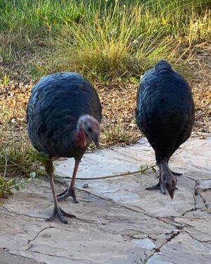 Sofia Rosinsky Instagram - Final turkle post! The turkles have moved on now. The “gathering” has happened. They all convened at our house (there was about 20 of them) and then moved off into the underbrush. 🦃 
#turkey #turkle #nature #wildturkey #noplanetb #birdmigration #wildturkeys #mothernature