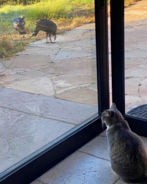 Sofia Rosinsky Instagram - Final turkle post! The turkles have moved on now. The “gathering” has happened. They all convened at our house (there was about 20 of them) and then moved off into the underbrush. 🦃 
#turkey #turkle #nature #wildturkey #noplanetb #birdmigration #wildturkeys #mothernature