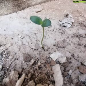 Soheil Beiraghi Instagram - وسط جایی که هنوز باغچه‌ نشده از لای گچ و سیمان و ایزوگام!دراومده

#نشانه
#برکت 
#سبز_شدن🌱 

پ.ن:هر چه تبر زدی مرا زخم نشد،جوانه شد
#بیست_و_چهارم