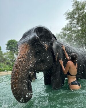Sola Instagram - Aujourd’hui j’ai vécu une expérience incroyable !! 
J’ai pu laver , donner à manger et me baigner avec 5 éléphants qui ont été  sauvés des cirques ou de la forêt dans laquelle ils étaient enchaînés pour arracher des arbres. 
Tellement heureuse d’avoir pu vivre ce moment !! 
Swipe si tu veux voir un éléphant me faire un bisous 🐘😚