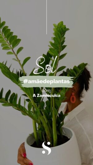 Solange Hilário Instagram - A rubrica Sol #amãedeplantas chegou ao Instagram e com ela trouxe a maravilhosa ZAMIOCULCA, a planta mais famosa das redes sociais: De fácil manutenção e com propriedades de desumidificação do ar, é também considerada um íman de sorte e prosperidade segundo o Feng-Shui
Por tudo isto, é muito mais, esta bonitona é perfeita para adicionar aos vossos interiores. 

Gostas deste tipo de conteúdo? Vota aqui 👇🏾 para mais um vídeo da #amãedeplantas 🪴

#solangeinteriors #indoorplants #zamioculca #rubrica