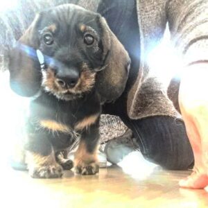 Sonja Kailassaari Instagram - Elämäni valo tänään 8 vuotta! 🥰

Tässä hän on juuri saapunut kotiin! 
(En tiedä miksi kuva on niin käsitelty, alkuperäinen hävinny)

Sniffe, snufisen, Elsukki… jag älskar dig över allt!