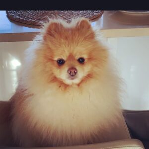 Sophie Favier Instagram - Django, le petit prince 👑