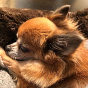 Sophie Favier Instagram - Mon p’tit caramel🦊