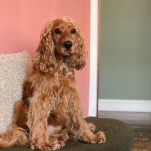 Sophie Lowe Instagram - Our sassy girl is 2 today! 🐾
She has stolen our hearts 🧡 and our socks!! 🐶 woof! We love you Finley!!
