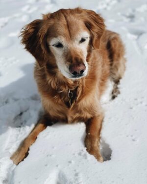 Spencer Boldman Instagram - 💔 very sad to share my dog Jack passed, a few weeks shy of his 11th birthday. There aren’t words that capture the profound meaning he brought to my life. His spirit was strong, but his body was tired. So I had to say goodbye- the toughest thing I’ve ever had to do. It has made me reflect on life in general, how precious it is and how all that matters in this world is being with those you love. Never taking for granted the time we have here together on this earth. Whether it be short or long, when you love deeply, it is never enough time. When I die I hope you’re there, waiting for me to walk me through to the other side. Until that day I’ll hold you in my heart, with gratitude and look for you in the great big sky. Love you forever my boy 💛