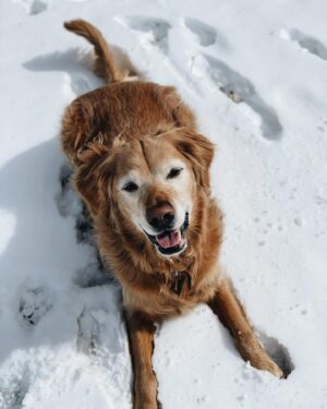 Spencer Boldman Instagram - 💔 very sad to share my dog Jack passed, a few weeks shy of his 11th birthday. There aren’t words that capture the profound meaning he brought to my life. His spirit was strong, but his body was tired. So I had to say goodbye- the toughest thing I’ve ever had to do. It has made me reflect on life in general, how precious it is and how all that matters in this world is being with those you love. Never taking for granted the time we have here together on this earth. Whether it be short or long, when you love deeply, it is never enough time. When I die I hope you’re there, waiting for me to walk me through to the other side. Until that day I’ll hold you in my heart, with gratitude and look for you in the great big sky. Love you forever my boy 💛
