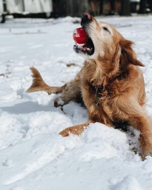 Spencer Boldman Instagram - 💔 very sad to share my dog Jack passed, a few weeks shy of his 11th birthday. There aren’t words that capture the profound meaning he brought to my life. His spirit was strong, but his body was tired. So I had to say goodbye- the toughest thing I’ve ever had to do. It has made me reflect on life in general, how precious it is and how all that matters in this world is being with those you love. Never taking for granted the time we have here together on this earth. Whether it be short or long, when you love deeply, it is never enough time. When I die I hope you’re there, waiting for me to walk me through to the other side. Until that day I’ll hold you in my heart, with gratitude and look for you in the great big sky. Love you forever my boy 💛
