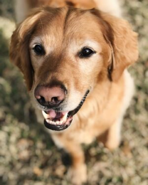 Spencer Boldman Instagram - 💔 very sad to share my dog Jack passed, a few weeks shy of his 11th birthday. There aren’t words that capture the profound meaning he brought to my life. His spirit was strong, but his body was tired. So I had to say goodbye- the toughest thing I’ve ever had to do. It has made me reflect on life in general, how precious it is and how all that matters in this world is being with those you love. Never taking for granted the time we have here together on this earth. Whether it be short or long, when you love deeply, it is never enough time. When I die I hope you’re there, waiting for me to walk me through to the other side. Until that day I’ll hold you in my heart, with gratitude and look for you in the great big sky. Love you forever my boy 💛
