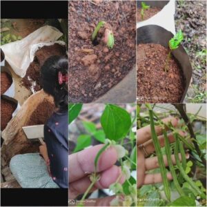 Srividya Shastry Instagram - The safest food is what we grow....

#homegrownveggies #healthylifestyle