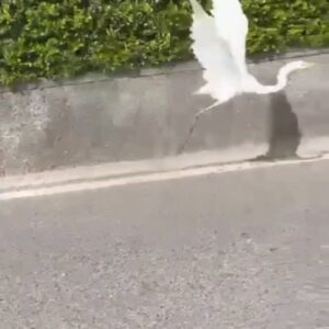 Ștefan Bănică Jr. Instagram - Să începem săptămâna liberi, cu zâmbetul pe buze! De vorbă cu ... o pasăre.😃
