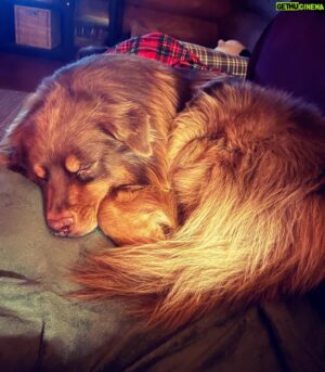Štěpán Benoni Instagram - Pohoda…🎄❤️🫡 #sumava #logcabin  #evening  #australianshepherd  #aussie
