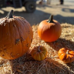 Stephanie Panisello Instagram - “Magic is really very simple, all you’ve got to do is want something and then let yourself have it.” 

-Aggie Cromwell, (HALLOWEENTOWN) 

Happy Halloween! Hope you get to celebrate with a good ole healthy scare! 🎃🧟‍♀️🍂👻

#halloween #pumpkinpatch #hungry