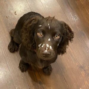 Stephen Colbert Instagram - "Benny, have you seen the bowl with the pancake batter?"
"No. Why do you ask?"