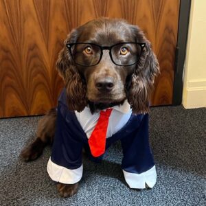Stephen Colbert Instagram - This year I dressed up as my dog Benny for Halloween.