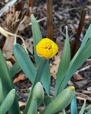 Stephen Colbert Instagram - Leap Day Daffodil. Startlingly early, but I’m still happy to see my First Flower of the Year. Anybody else?