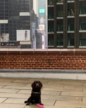 Stephen Colbert Instagram - Puppy bites Big Apple: Benny atop the Ed Sullivan.
