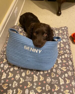 Stephen Colbert Instagram - Benny enjoying his new basket. I give it 4 hrs.