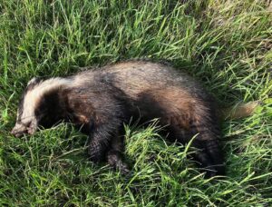 Stephen Fry Instagram - Poor young badger. Found on the grassy verge during my morning walk. @matthewrice2016 (who knows much) tells me that badgers were once less common in Norfolk than they are now. One was found in Wroxham in 1911 and exhibited, such was the rarity. So while it’s sad that this cub didn’t make it, it’s good to know the species is thriving. Maybe I’ll go for a badger watch one evening… (Have submitted grid reference and other details to badgertrust.org.uk as many of you have suggested)