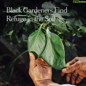 Stephen Satterfield Instagram - Black American identity is a spatial conundrum. We are connected by the fact that we are here, but the location is displacement. 

Start a garden, if you can, and when you do, give away all the food. That right there is a revolution. 

Connect the dots on the two thoughts and you got the thesis of my first ever NYT piece! You read it (in my link) as part of a package on gardens and Blackness. 

Thank you to my @justamcravens for your long-standing commitment to the San Francisco youth. You are remarkable. Thank you Charlie Brinkhurst-Cuff for commissioning.