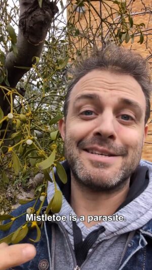 Steve Mould Instagram - Keep this in mind next time you kiss someone under the mistletoe!