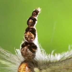 Steve Mould Instagram - The Mad Hatterpillar
#science #sciencefacts #interestingfacts #weirdanimals