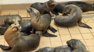 Steven R. McQueen Instagram - @pacificmmc mission is to rescue, rehabilitate and release marine mammals and inspire ocean stewardship through research education and collaboration. For ways to donate volunteer and get involved check out www.pacificmmc.org
Right now they have 15 sea lion patients in house rehabilitating. Only One dollar equals one pound of fish so donations will go a long way. Or Text PMMC2021 to 41444