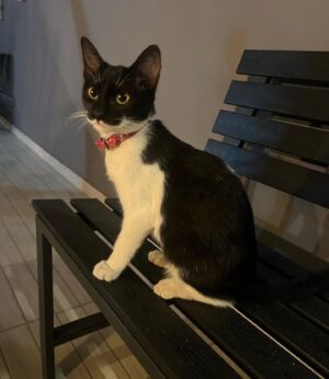 Stilvi Psilopoulou Instagram - I got from the US five days ago. The first thing I saw outside of the house was a little black and white kitty. A very very very friendly one. I immediately fell for her. The guy that was feeding her told me that her “owners” left the poor kitty because they wanted to go on vacation. They left her in the streets, all alone. I will never be able to perceive their mindset. If you don’t want your pet anymore, give it for adoption or to an animal shelter. But all alone in the streets? I posted her photo online and tried to find her a new home. But while I was taking care of her, I realized that I can’t let her go. So, I decided to adopt her! I took her to the vet yesterday and he issued the passport so that she can travel back to the US with me. I can’t wait for my other two cats to meet their new sister. Her name is Money 🤍
.
.
.
#adopt #adoptastray #adoptdontshop