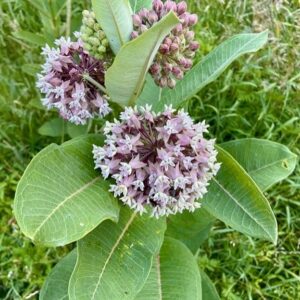 Sufjan Stevens Instagram - Milkweed 
[This is a repost from Sufjan’s tumblr posted by @asthmatickittyrecords]