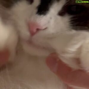 Suh Dong-hyun Instagram - Cats 😽