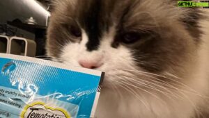 Suh Dong-hyun Instagram - Cats 😽