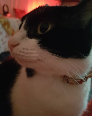 Sultan Köroğlu Kiliç Instagram - #kedi
