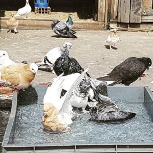Sultan Köroğlu Kiliç Instagram - 