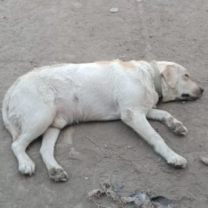 Sumeet Raghvan Instagram - Pet parents in and around mumbai:

This lab was found abandoned on naigaon highway near maljipada. 💔

Very pretty.. must be around 4/5 yrs old. 
Please amplify this. Please share and spread the word. Please come forward to adopt him if anybody is interested. 
#DogBless 🐾🐾🐾