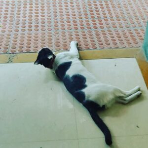 Sumeet Raghvan Instagram - This is our rick. Look how he is behaving like a lafanga 🤣🤣🤣🤣.
Roadside Romeo hai ye ha ha ha.. He wants to just roam around the entire day. Maharaja ko ghar aane ke liye minnatein karni padti hai.
In the end i told him to show some love. Look at him.. ❤️❤️❤️❤️❤️