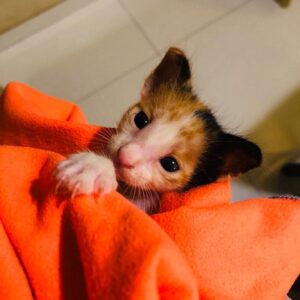 Sumeet Raghvan Instagram - Look...look...we found this little one abandoned in our society premise.. Poor thing.. She is frail and weak but her cuteness quotient is intact.. Hai na? Look at her. 😘😘😘😍😘😍😘😍😘